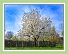 Bild Kirschbaum